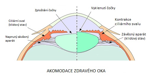 Akomodace