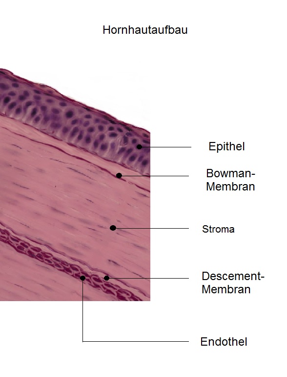 Hornhautaufbau
