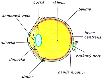 lidské oko - sklivec
