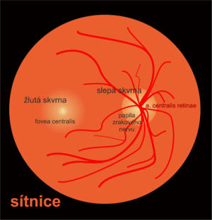 lidské oko - sítnice
